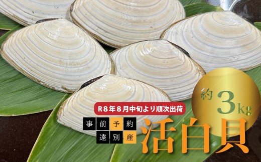 【事前予約】R８年８月中旬より順次出荷　遠別産　活白貝（約３ｋｇ）