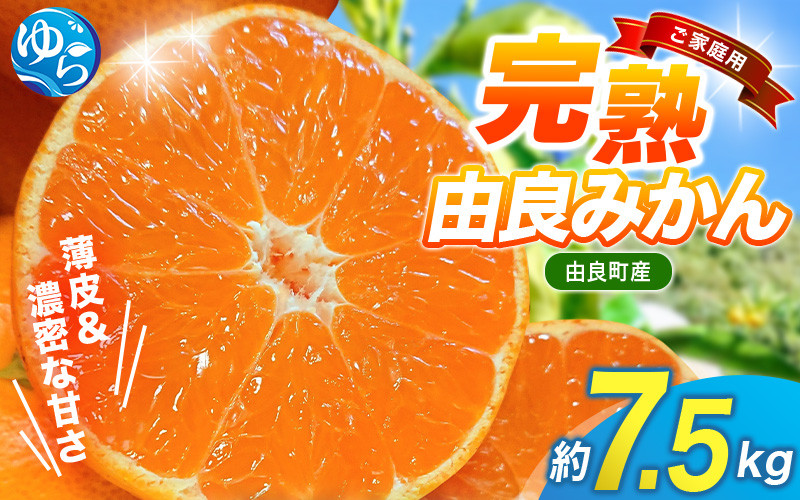 
                  薄皮で濃い甘さ！完熟由良みかん【ご家庭用】7.5kg（混サイズ）和歌山県由良産※2026年11月下旬頃から12月下旬頃に順次発送予定  / 柑橘 ミカン 蜜柑 甘い 由良町 フルーツ 果物 くだもの 食品 人気 おすすめ 産地直送 由良町【ktym004-c-7d5】
                