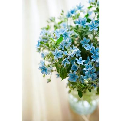 ふるさと納税 芸西村 【毎月定期便】芸西村産生花ブルースター花束 ブーケ 初回花瓶付 毎回延命剤付 全12回 |  | 03