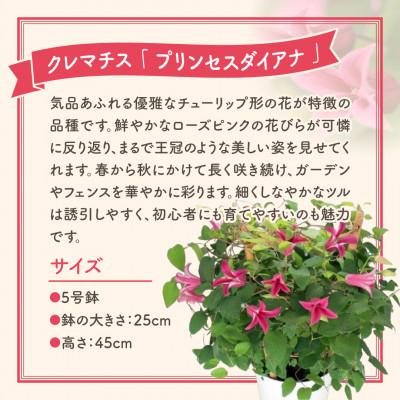 ふるさと納税 田村市 【先行受付 2026年母の日 】クレマチス「プリンセスダイアナ」5号鉢 ギフトラッピング付き |  | 01