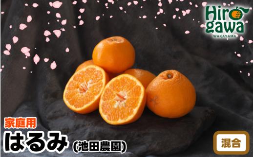 【家庭用】 はるみ10kg+250g（痛み補償分） 光センサー選別 / 訳あり 有田 みかん 柑橘 蜜柑 くだもの 果物 果実 フルーツ 和歌山 デコポン の姉妹品種 ※2月上旬～3月下旬頃に順次発送予定 ※北海道・沖縄・離島配送不可【ikd013-c-10】