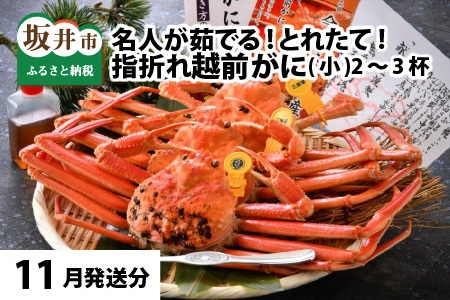 【11月発送】【先行予約】【訳あり】越前がに（小）2～3杯 指折れ 越前ズワイガニ [C-4352_11]