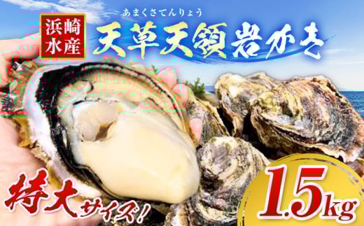 浜崎水産の天草天領岩かき 約1.5kg  《4月上旬-7月末頃出荷》 【配送不可地域あり】 海鮮 海産物 海の幸 シーフード 魚貝類 かき 牡蠣 岩かき 岩牡蠣 夏牡蠣 生食用 生もの 濃厚 熊本県 苓北町