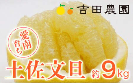 【先行予約】吉田農園 土佐文旦 9kg 文旦 みかん 高知 に負けない 愛媛 愛南 吉田農園