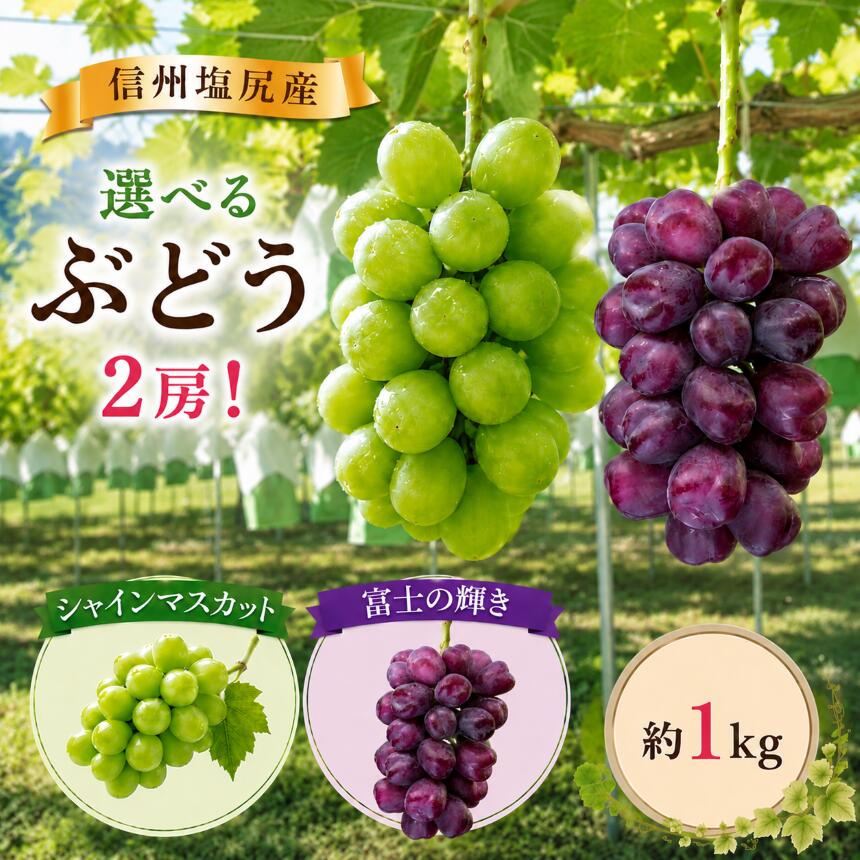 【ふるさと納税】【先行予約】選べる単品 or セット♪【 富士の輝き 2房 / シャインマスカット ＆ 富士の輝きのセット各1房 】（9月下旬頃～11月初旬にかけて順次発送予定）｜富士の輝き シャインマスカット 希少品種 ぶどう 葡萄 フルーツ 果物 塩尻市 長野県 信州