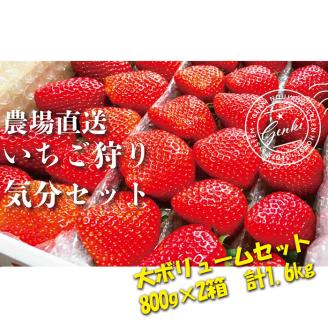 【 予約受付 】 いちご 食べ比べ 1.6kg