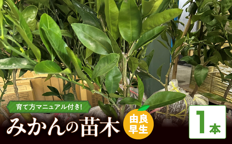 ZE6494_みかん 苗木　【由良早生】 1本