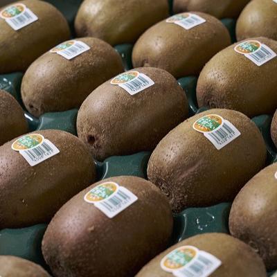 ふるさと納税 須恵町 福岡限定!ブランドキウイ「甘うぃ(あまうぃ)」約3kg箱(24-30玉)(須恵町) |  | 02