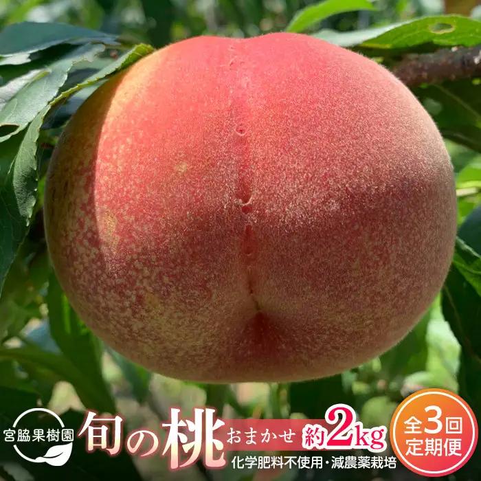 【定期便 全2回／2027年8・9月発送】＜旬の桃おまかせ約2kg・6～9玉＞×2回（自家製有機肥料・減農薬・化学肥料無使用）