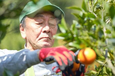 ＜先行予約／数量限定＞【市橋農園】屋久島産たんかん 3キロ箱（秀品／贈答用としても)