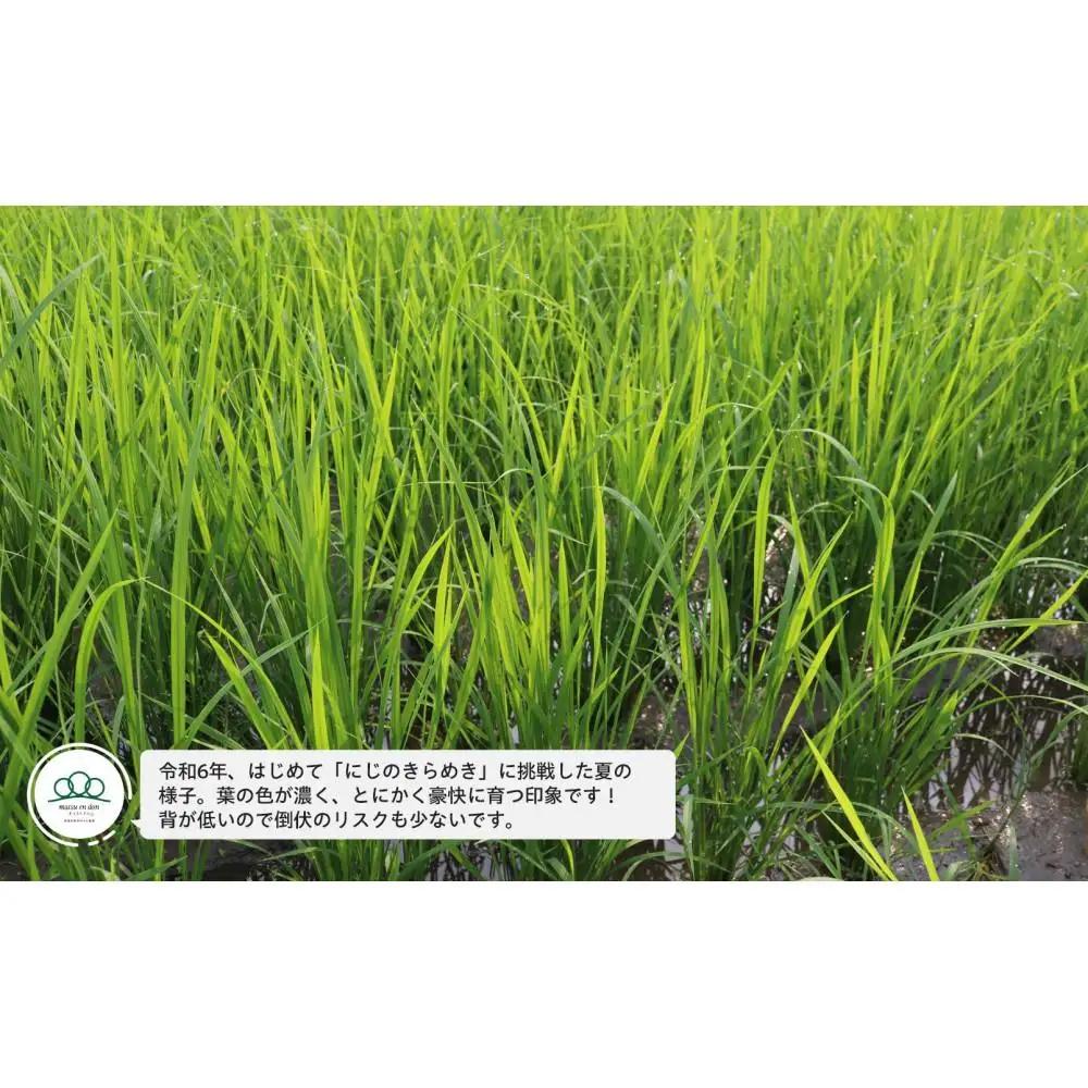 【令和8年新米予約】精米10kg 南魚沼産にじのきらめき（5kg×２袋）・農家直送_AG【令和8年10月中旬から1ヶ月以内に順次発送予定】 |にじのきらめき