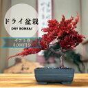 【ふるさと納税】【ドライ盆栽】ギフト券 3,000円分（ワークショップ・作品購入に使用可能）| 京都 京都府 京都市 観光 京都観光 旅行 京都旅行 体験 盆栽 お土産 ご当地 ギフト お祝い