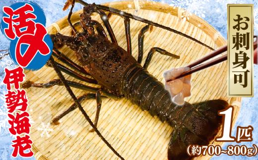 【9月以降順次発送】 伊勢海老 活〆冷凍伊勢海老 1匹 (700～800g) お刺身 海老 エビ 刺し身 エビマヨ 味噌汁 天ぷら 天丼 鬼瓦焼き 甘み 旨味 美味しい 氷締め 冷凍 大きい 贅沢 ご褒美 豪華  人気 おすすめ 家庭用 ギフト プレゼント 贈答 記念日 家族 友人 パーティー 食事会 お祝い 祝い 送料無料 ふるさと納税 治吉水産 メディア 千葉県 旭市