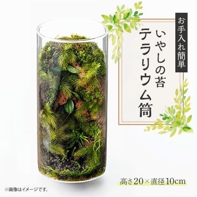 ふるさと納税 豊川市 いやしの苔テラリウム筒