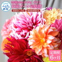 【ふるさと納税】 《6ヵ月定期便》 ダリア 花束 初回花瓶付 定期便 定期コース 全6回 延命剤付き ラッピング 花びん 生花 花束 ブーケ 花 お花 おすすめ 可愛い キレイ おしゃれ 自宅 職場 供花 お供え ギフト プレゼント ふるさとのうぜい 故郷納税 150000円 高知県 返礼品