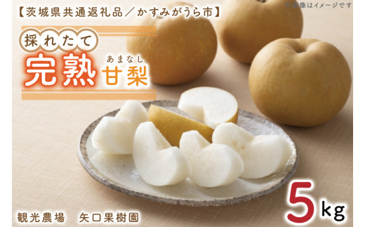 【8月中旬より発送】【数量限定】採れたて完熟甘梨（なし）5kg（茨城県共通返礼品／かすみがうら市）【果物 くだもの フルーツ 梨 ナシ なし 採れたて 新鮮 完熟 期間限定 産地直送 茨城県 水戸市】