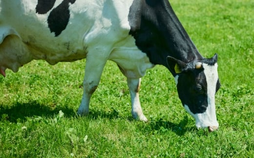 チーズ きすきのナチュラルチーズセットC｜チーズ セット 乳製品 人気 詰め合わせ 食べ比べ チーズセット カマンベール カマンベールチーズ ソフトチーズ イズモ・ラ・ルージュ ゴーダ ゴーダチーズ 