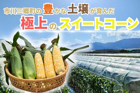 【2025年6月中旬から発送】とうもろこし「ドルチェドリーム」12本入り 1本400g以上 5kg箱 株式会社アグリ甲斐（山梨県市川三郷町産）[5839-2215]