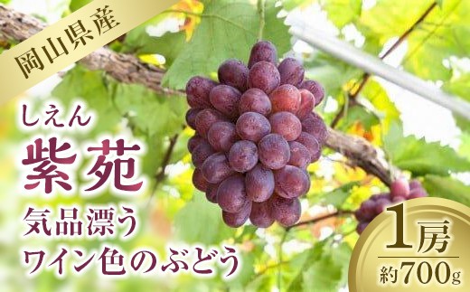 
            紫苑　１房（700g）【葡萄 ぶどう フルーツ 果物 数量限定 岡山県 おすすめ 人気 新鮮】
          