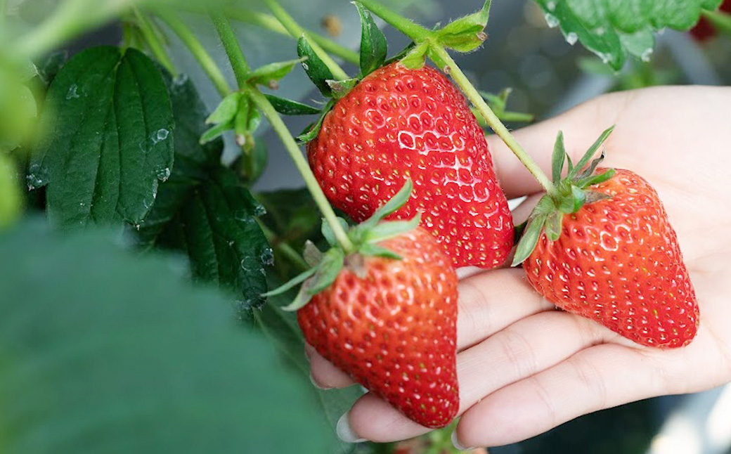 寒蜜いちご 紅ほっぺ 特大粒 4パック（約300g×4パック）