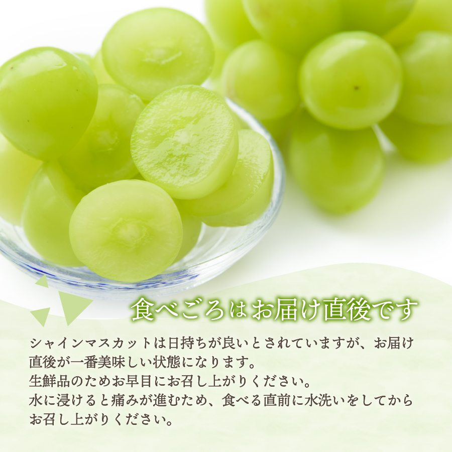 【2025年先行予約】高級 山梨県産 シャインマスカット 2房 （約1.3kg）【マツコの知らない世界】