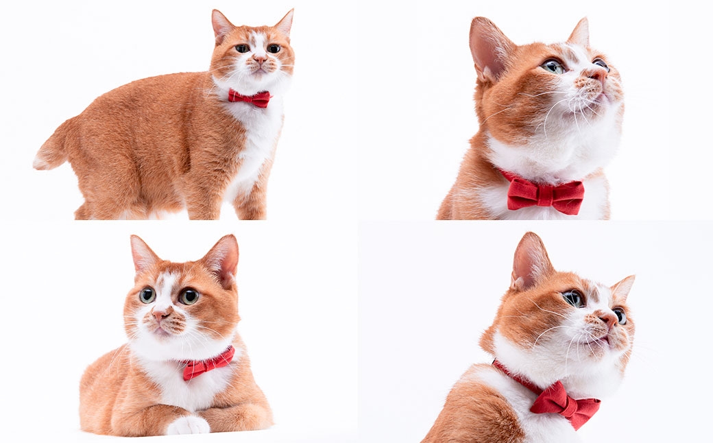 ぽぽねこ リボン付き猫首輪 MUJIコットンプレーン