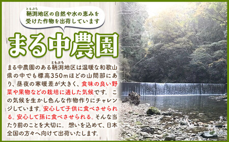和歌山県特産 紀州うすいえんどう豆 約1.5kg(豆ご飯 約1.5升分) まる中農園《2025年5月下旬-6月下旬頃出荷》