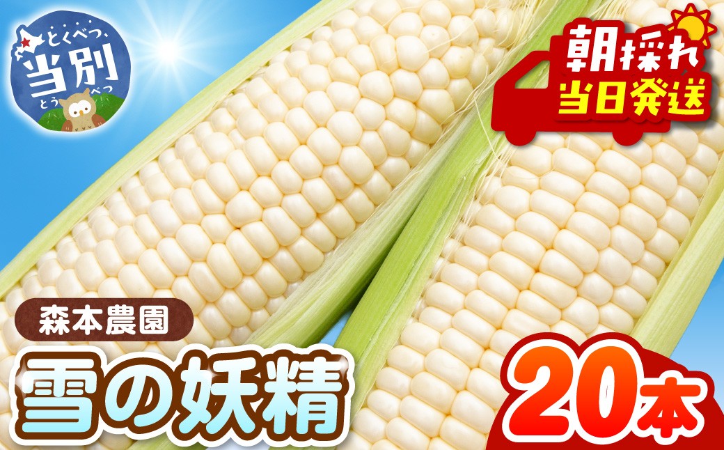 
                  【2026年先行予約】森本農園 とうもろこし「雪の妖精」20本セット | とうもろこし トウモロコシ 北海道とうもろこし ホワイトとうもろこし 朝採れとうもろこし 
                