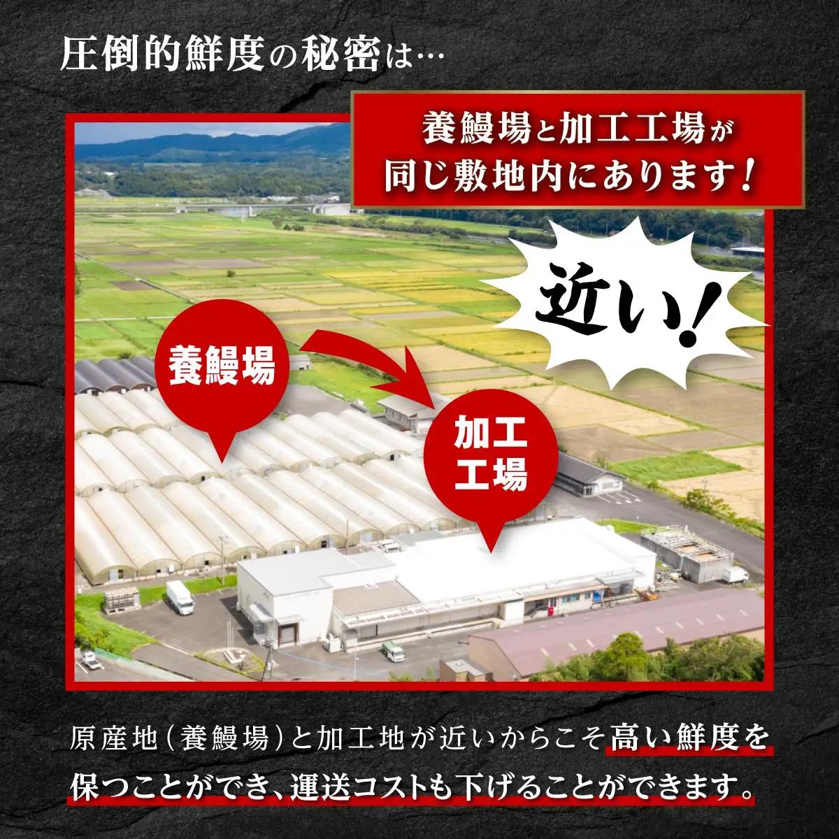 どーんとお届け！特大50尾　鹿児島県産うなぎ 長蒲焼 | 国産 うなぎ 鰻 蒲焼 かばやき 魚 魚介 魚貝 海鮮 うな重 ひつまぶし ギフト 人気 おすすめ 土用丑の日 鹿児島県 大崎町 大隅半島