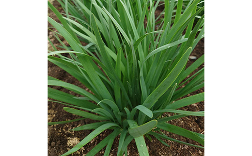 山形県 戸沢村産 にら 2kg(20束) 2026年5月下旬から順次発送 国産 野菜 やさい 韮 ニラ 料理 餃子 炒め物 惣菜 自宅 家庭 F7W-0337