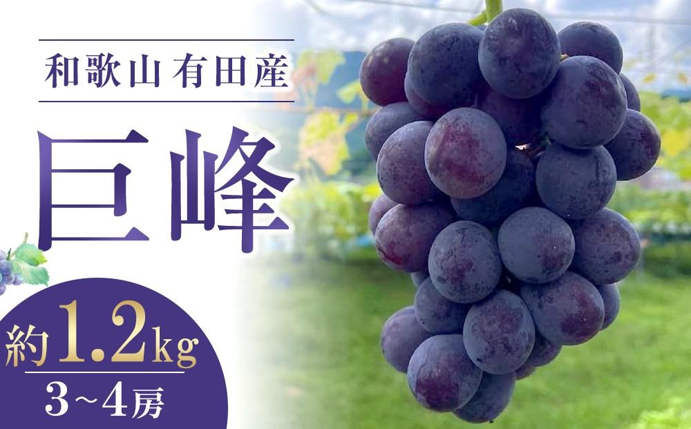先行予約 和歌山 有田産 巨峰 1.2kg 3~4房 フルーツ 果物 ［2026年8月下旬以降発送］DU03  