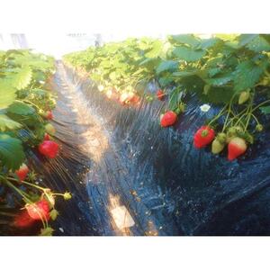 金井いちご農園　やよいひめ　4パック【配送不可地域：離島・北海道・沖縄県・中国・四国・九州】【1691430】