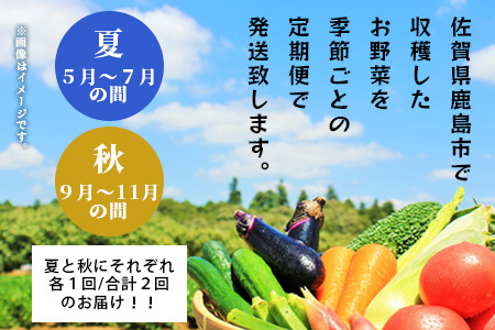 【生産者直送】鹿島市産　生産者おまかせ野菜２回定期便（夏５月～７月、秋９～１１月）　B-739