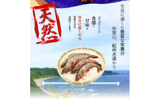 紀州和歌山産天然足赤えび540g（270g×2パック）化粧箱入 ※2026年12月上旬〜2027年2月上旬頃順次発送予定（お届け日指定不可）／海老 エビ えび クマエビ 足赤 天然【uot772A】
