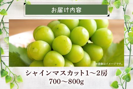 【 2025年 先行予約 】 シャインマスカット 700～800g 石田ぶどう園 1房 種なし ぶどう ブドウ 国産 果物 くだもの 大粒 葡萄 種無し フルーツ 9月 10月 発送 秋 旬 品種 茨