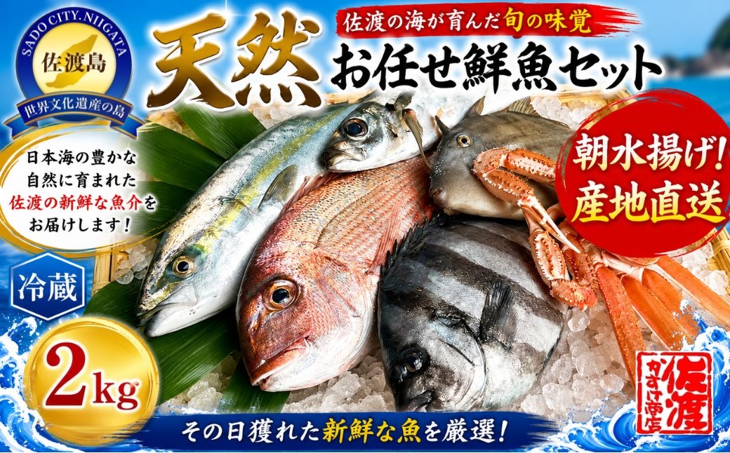 
                  2026年10月1日以降順次発送【佐渡産 天然 おまかせ鮮魚セット】2kg 朝獲れ 即日発送 翌日お届け 季節の旬魚 | 新潟県産鮮魚 佐渡産鮮魚 佐渡島産魚 鮮魚 魚 さかな 旬の魚 天然 朝獲れ 産地直送 刺身 焼き魚 煮魚 海鮮 魚介 魚介類 にいがた さど 新潟県 佐渡市
                