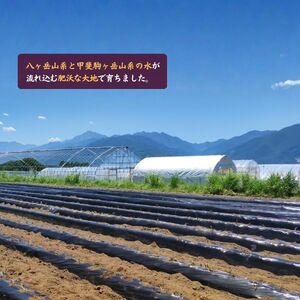 黄金のさつまいも 紅はるか 5kg サツマイモ 薩摩芋 芋 おやつ 野菜 いも 焼き芋 黄金村 ゴールデン・エンタープライズ株式会社 信州 長野県 富士見町