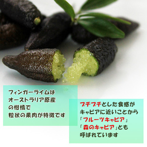 【2026年10月上旬から順次発送】フィンガーライム 50g 愛媛県 中島産| ライム 酸味 さっぱり 添え物 料理 チューハイ アルコール 炭酸 飲み物 飲料 産地直送 国産 愛媛 松山【NM020