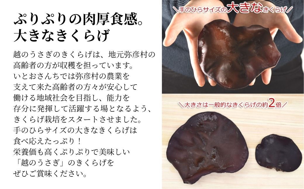 新潟県弥彦村産 越のうさぎ 生きくらげ(250g×4パック)＜栽培期間中農薬不使用＞ | 手のひらサイズ 大きい 肉厚食感 プリプリ きくらげ 木耳 キクラゲ きのこ キノコ 歯ごたえ 新潟県 弥彦村
