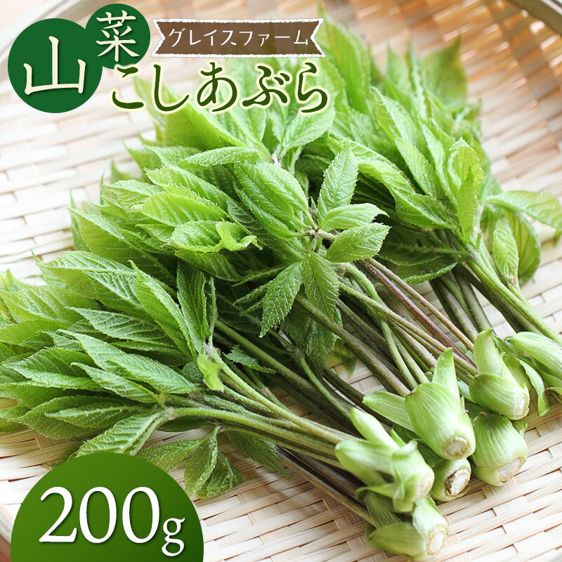 【ふるさと納税】【令和8年発送】山菜 コシアブラ 200g　山形県鶴岡産　グレイスファーム