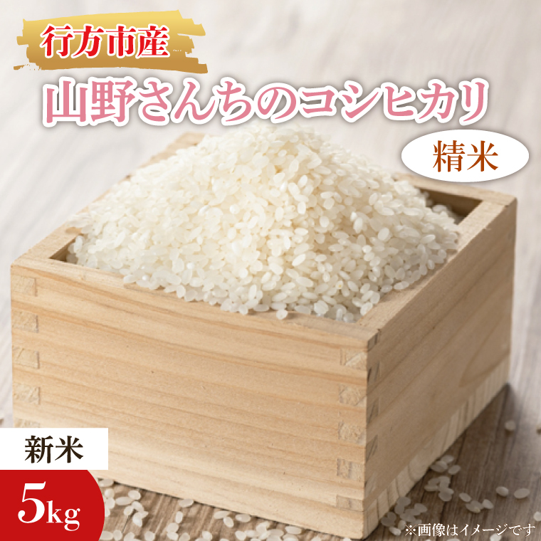 【2025年9月上旬より順次発送】【令和7年産 新米】★数量限定★山野さんちのコシヒカリ 精米5kg｜米 お米 こめ こしひかり コシヒカリ 数量限定 令和7年産 茨城県 行方市 人気 送料無料（BR-8-3）