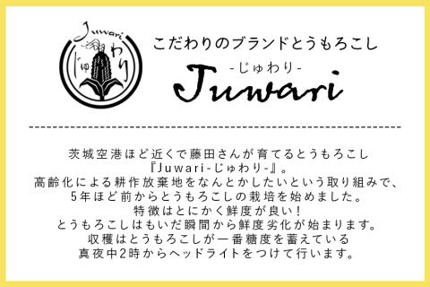 【数量限定 先行予約】＜2025年夏発送予定＞ブランドとうもろこし【Juwari-じゅわり-】ピュアホワイトSP 約4kg以上（8～11本入り） とうもろこし トウモロコシ 41-E