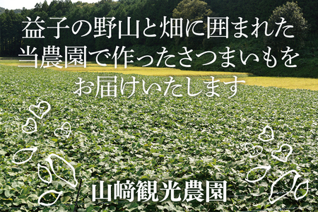 紅はるか 6kg さつまいも AU001-2