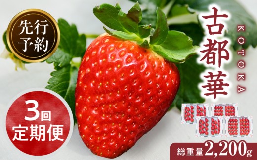 【1～5月発送】完熟「古都華」奈良ブランドいちご　3回定期便 ことか 甘い 糖度 濃い 濃厚 果汁 香り 朝摘み いちご イチゴ 苺 フルーツ 果物 くだもの ご褒美 ごほうび 贈答 贈り物 ギフト プレゼント 冷蔵 奈良県 生駒市 送料無料