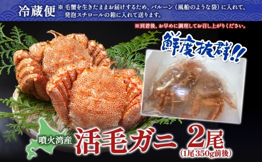  先行受付 北海道 噴火湾産 活毛がに 350g前後×2尾 2026年6月下旬～7月上旬お届け 北海道産 旬 新鮮 毛がに かに カニ 蟹 毛ガニ 毛蟹 カニ味噌 天然 噴火湾 産地直送 お取り寄せ 