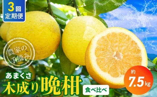 S040-024_【定期便3回】もぎたて！！ 愛情たっぷりあまくさ木成り晩柑食べ比べコース