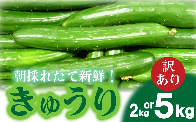 
            【2025年度発送 先行予約 】 きゅうり 訳あり 2kg or 5kg 朝採れ 野菜 赤土 キュウリ 胡瓜 新鮮 カリカリ 山口産 もぎたて 料理 お弁当 夕飯 サラダ 大容量 遠足 ピクニック 下関市 山口 【2025年8月末頃より出荷】 
          