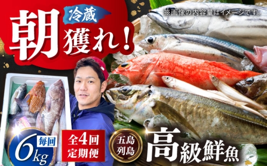 【4回定期便】朝獲れ高級鮮魚セット6kg【五島列島直送】五島市/鯛福丸水産[PDP007]鮮魚BOX 詰め合わせ 詰合せ せんぎょ 冷蔵 刺身 魚 海鮮 直送 さかな 新鮮人気 おすすめ