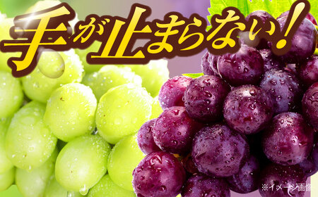赤ぶどうとシャインマスカット おまかせ2種セット (約500gから650g)【五反田農園】[OBW002]