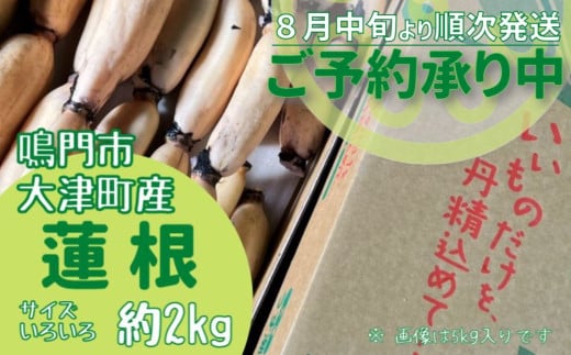 【予約受付中・2025年8月中旬頃より順次発送】【訳あり】鳴門市大津町産 蓮根 （不揃い） 約2kg【数量限定】 れんこん 天ぷら きんぴら